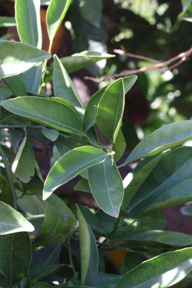            Shade leaves (Riverside, CA)   